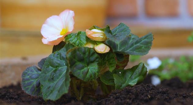 Knollenbegonie - Einpflanzen im Garten