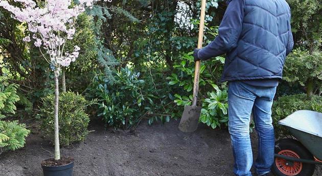 Kurilenkirsche - Einpflanzen im Garten