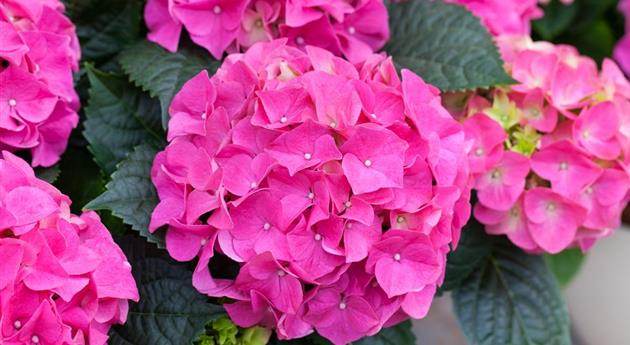 Hydrangea macrophylla 'Early Blue Rose'