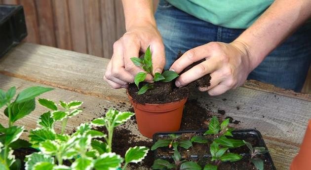 Fuchsien - Stecklinge Umtopfen