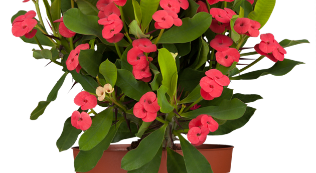 Euphorbia milii 'Vulcanus'