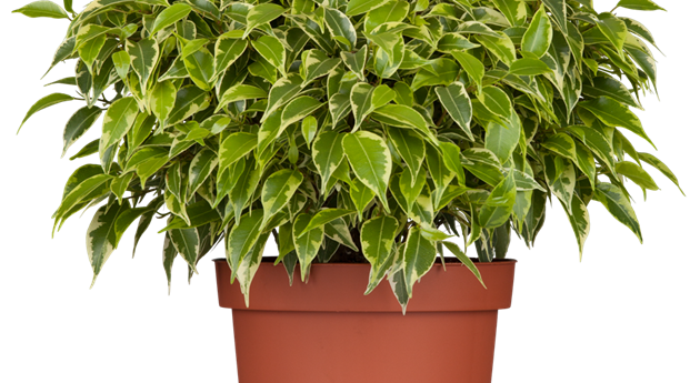 Ficus benjamina 'Lovely'