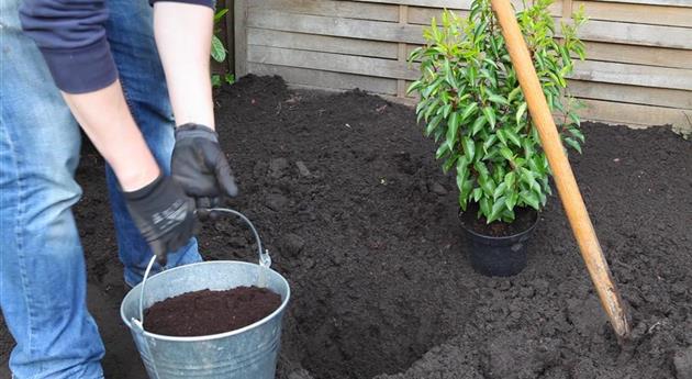 Portugiesische Kirschlorbeer - Einpflanzen im Garten