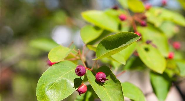 Amelanchier lamarckii 'Prince William'