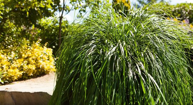 Für den Ziergarten erfolgreich Gräser teilen und vermehren