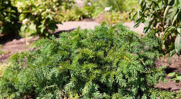 Taxus baccata 'Repandens'