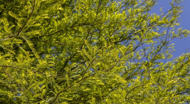 Taxodium distichum