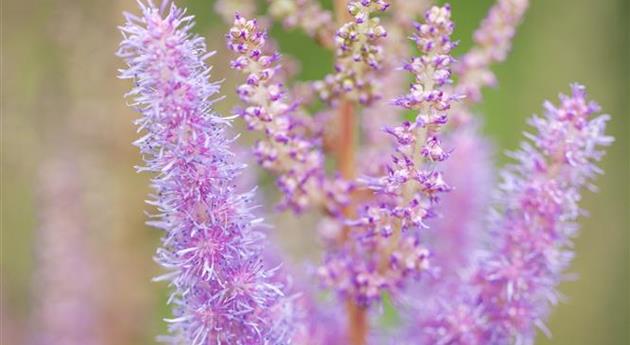 Astilbe chinensis var. pumila