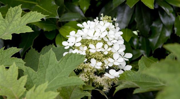 Immer eine gute Idee: Laubgehölze für die Gartengestaltung 