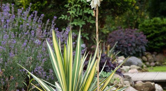 Yucca flaccida 'Golden Sword'