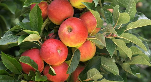 Säulenobst pflanzen – frische Früchte direkt vor der Haustür