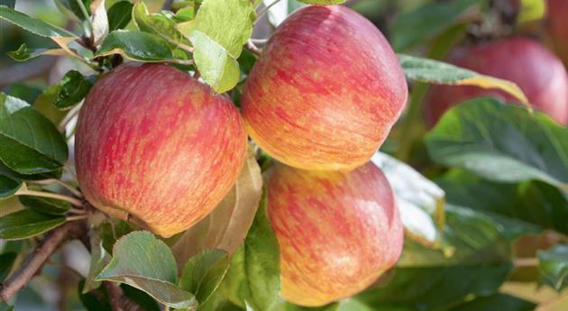 Malus domestica 'Gala'