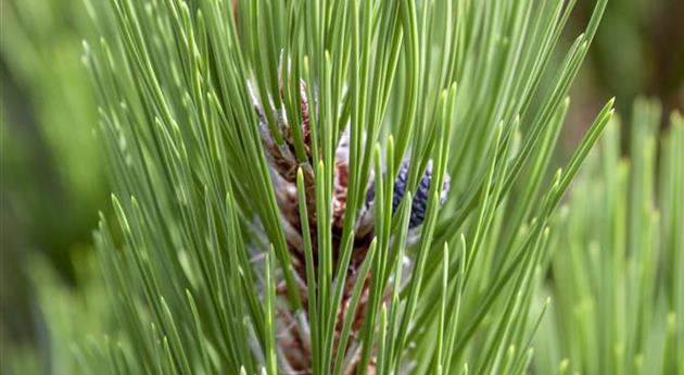 Pinus heldreichii 'Compact Gem'