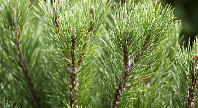 Pinus mugo 'Carsten´s Wintergold'