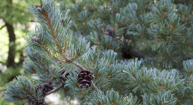 Pinus parviflora 'Glauca'