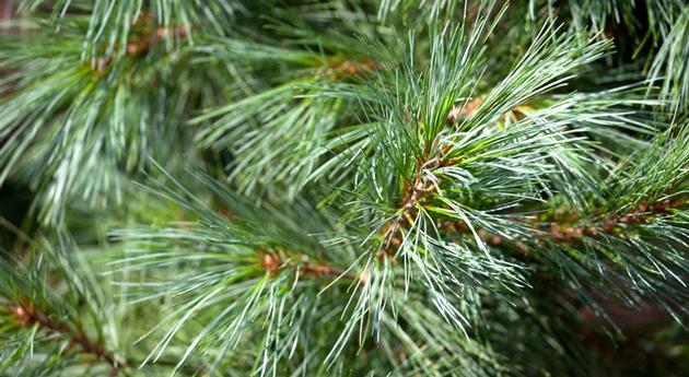 Pinus wallichiana 'Densa Hill'