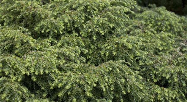 Tsuga canadensis 'Jeddeloh'