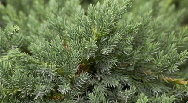 Juniperus squamata 'Blue Carpet'