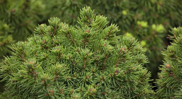 Picea glauca 'Alberta Globe'