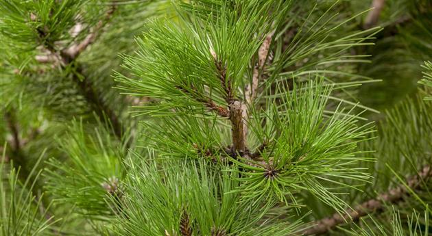 Pinus nigra ssp. nigra