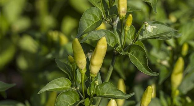 Capsicum frutescens 'Tabasco'