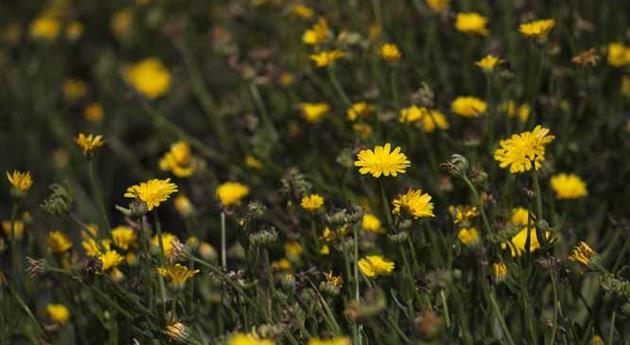 Calendula