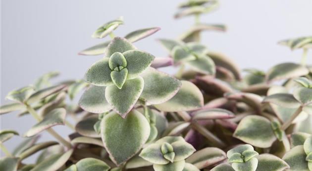 Crassula marginalis