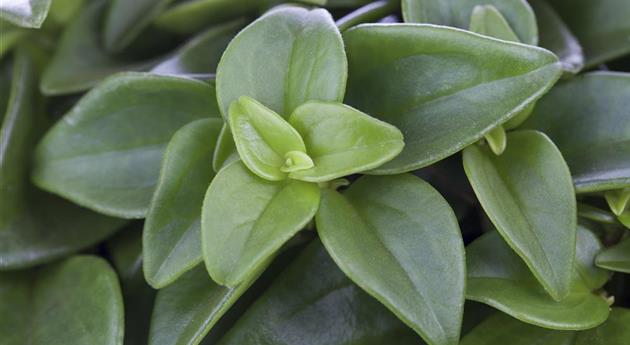 Peperomia rotundifolia