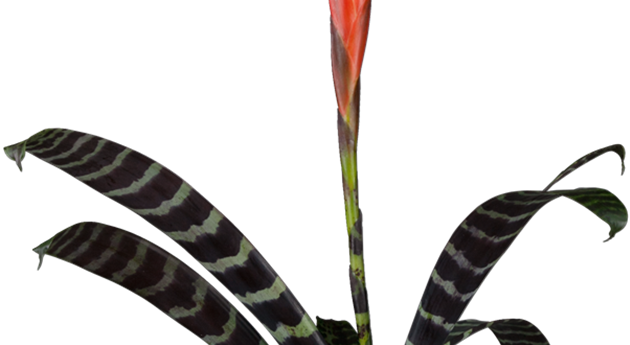 Vriesea splendens