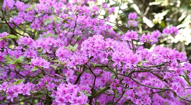 Rhododendron 'Praecox'