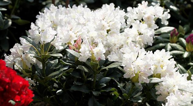 Rhododendron 'Cunningham´s White'