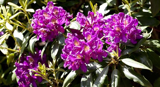 Rhododendron 'Marcel Menard'