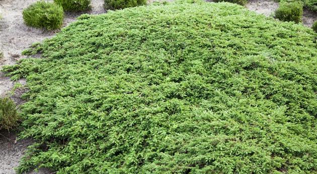 Juniperus communis 'Green Carpet'