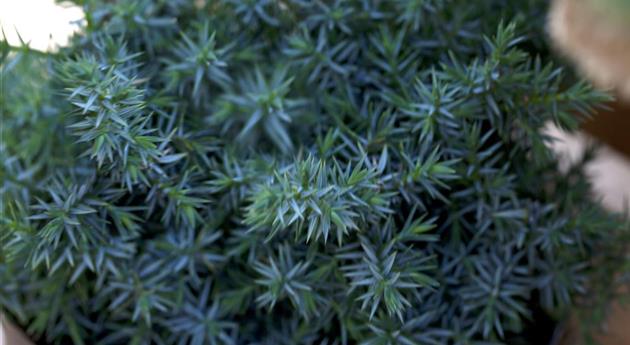 Juniperus chinensis 'Blue Alps'