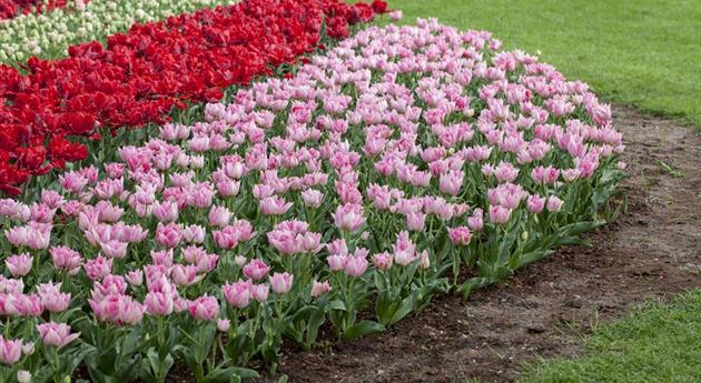 Tulipa 'Peach Blossom'