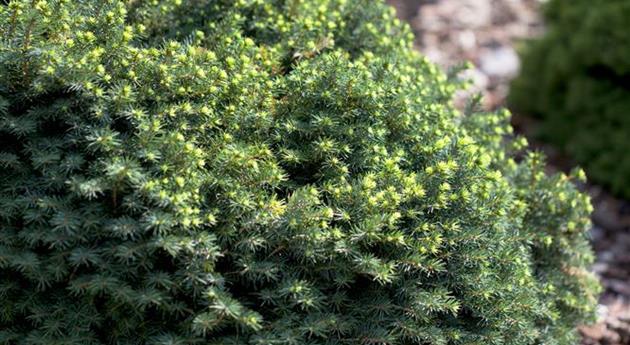 Picea omorika 'Karel'