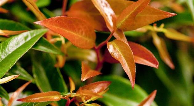 Leucothoe keiskei 'Royal Ruby'