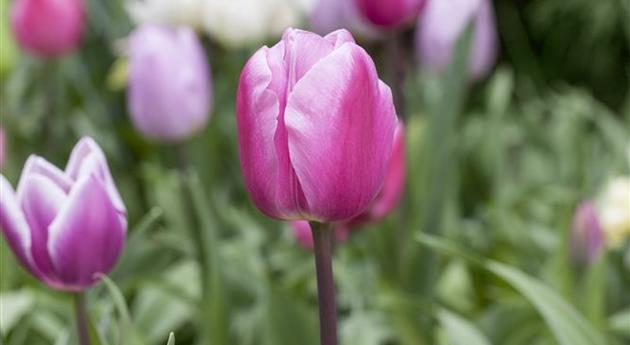 Vergessene Blumenzwiebeln im Frühjahr setzen