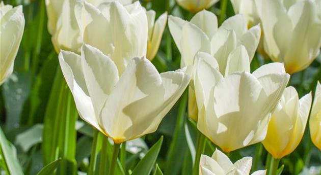 Tulipa 'Arctic Flame'