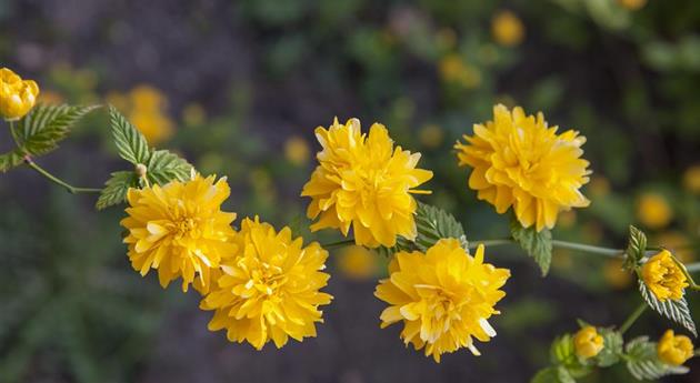 Kerria japonica 'Pleniflora'