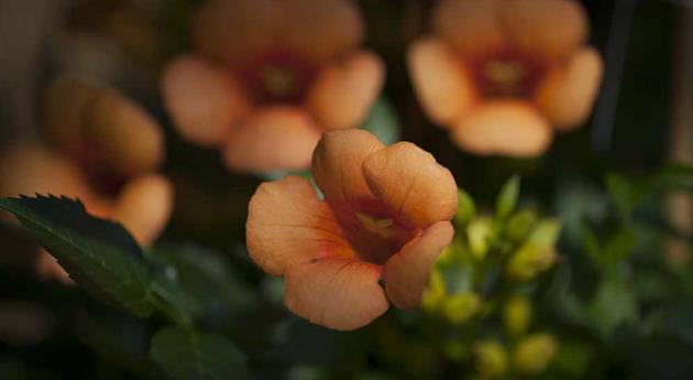 Campsis radicans 'Indian Summer'®