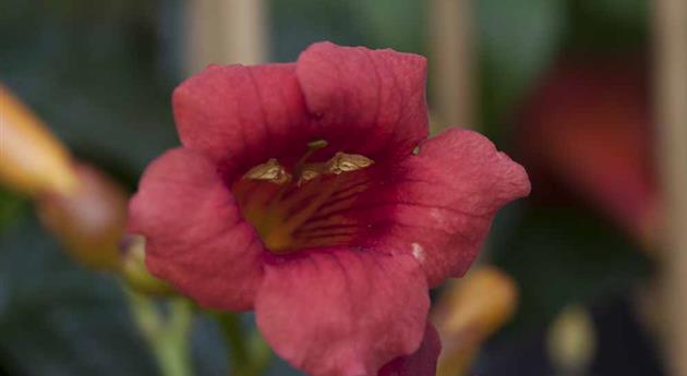 Campsis radicans 'Stromboli'®