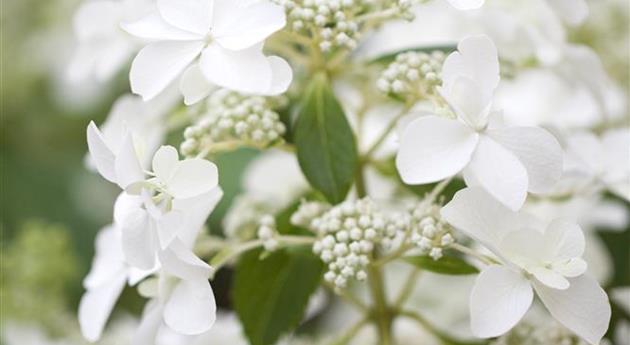 Hydrangea paniculata 'Butterfly'®