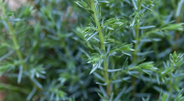 Juniperus communis 'Sentinel'