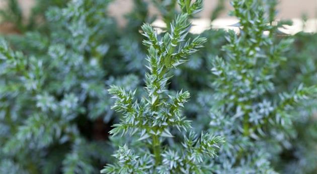 Juniperus squamata 'Loderi'