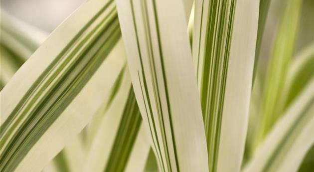 Arundo donax var. versicolor