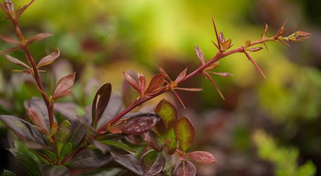 Berberis