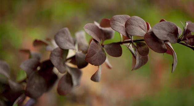 Berberis ottawensis 'Superba'