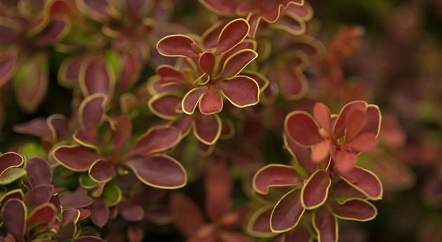 Berberis thunbergii 'Admiration'®