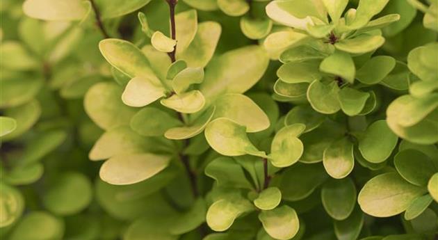 Berberis thunbergii 'Golden Rocket'